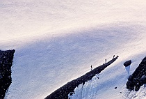 Four Climbers Above the Nisqually Glacier